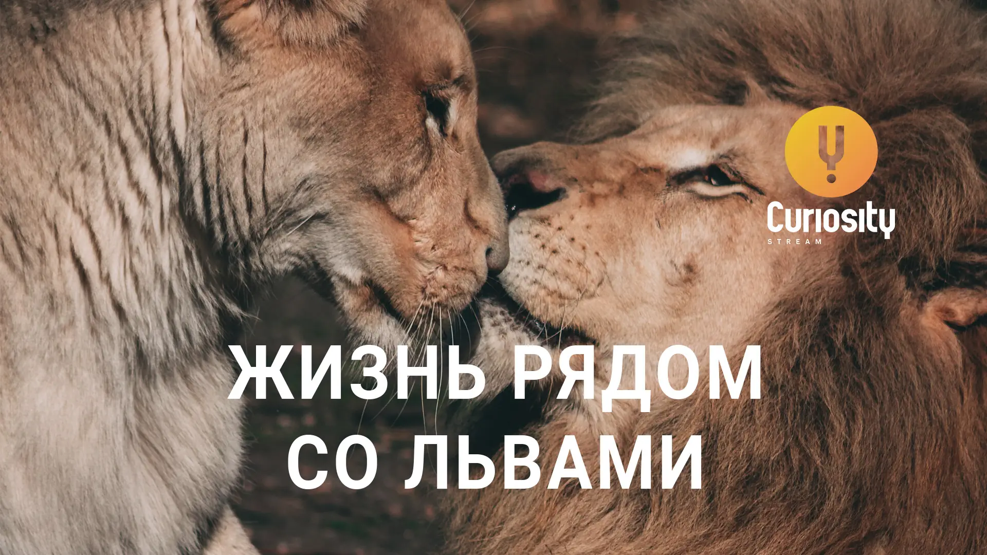 Жизнь рядом со львами